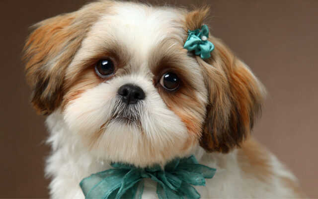 Adorable Shih Tzu Haircut Styles for Every Personality