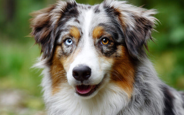 Australian Shepherd Haircut Styles for Active Dogs