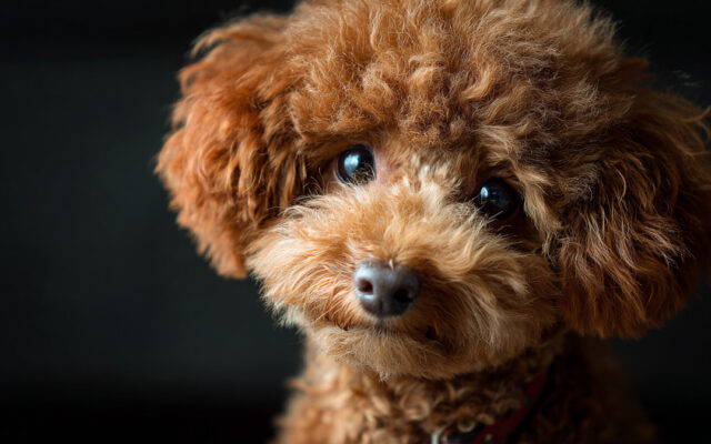 The Best Toy Poodle Haircut Styles for a Stylish Pup