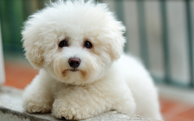 Bichon Frise Haircut Styles That Are Fluffy Perfection