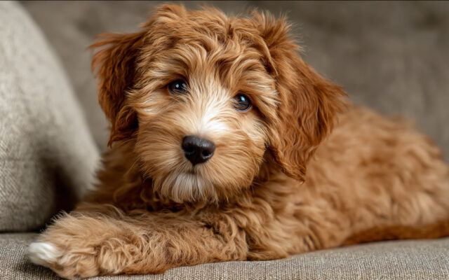 Chic and Easy Labradoodle Haircut Styles to Try Now