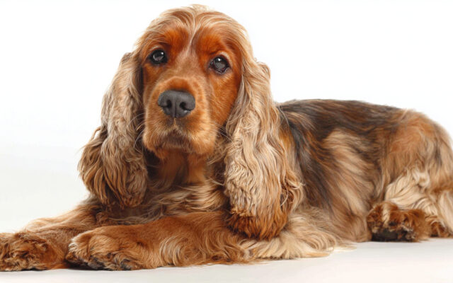 Cocker Spaniel Haircut Styles That Turn Heads
