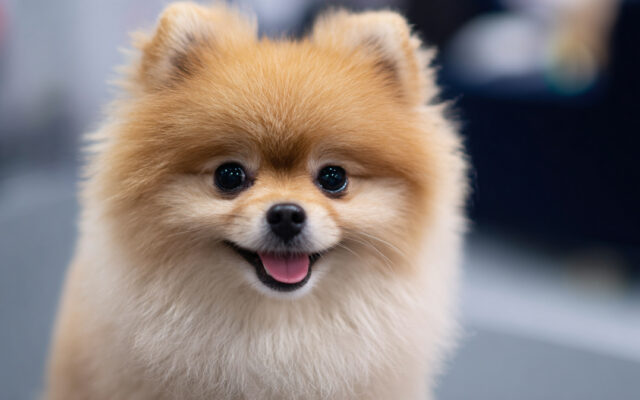 Cute and Classic Pomeranian Haircut Styles You’ll Love