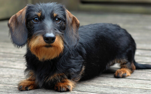 Dachshund Haircut Styles That Keep Them Dapper