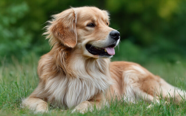 Golden Retriever Haircut Styles That Keep It Cool