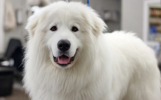 Great Pyrenees Haircut Styles for a Tidy, Regal Look