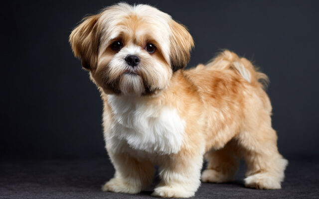Lhasa Apso Haircut Styles That Highlight Their Charm