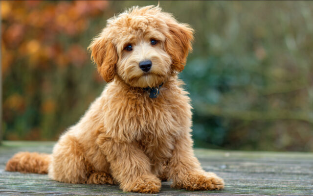 Must-Try Goldendoodle Haircut Styles for a Fresh Look
