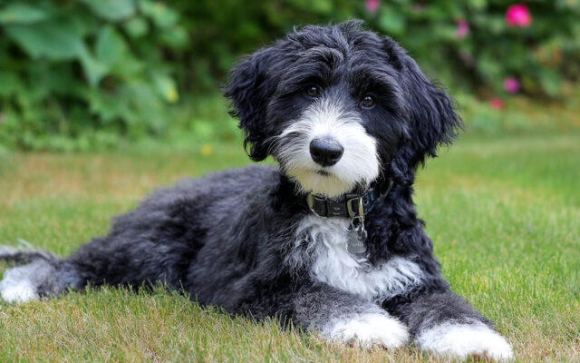 Portuguese Water Dog Haircut Styles for the Active Pup