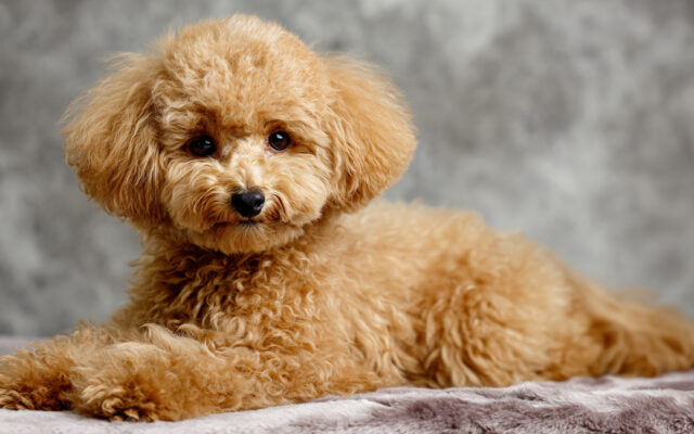 Top Trendy Poodle Haircut Styles for Every Season