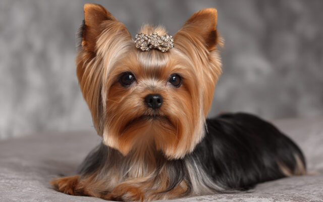 Yorkshire Terrier Haircut Styles for a Glam Makeover