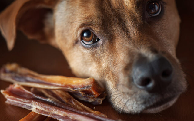 Are Beef Tendons Safe for Dogs? What Vets Say