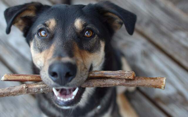 Are Bully Sticks Good for Dogs Teeth? The Truth