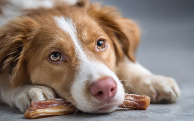 Are Turkey Tendons Good for Dogs? Benefits Explained