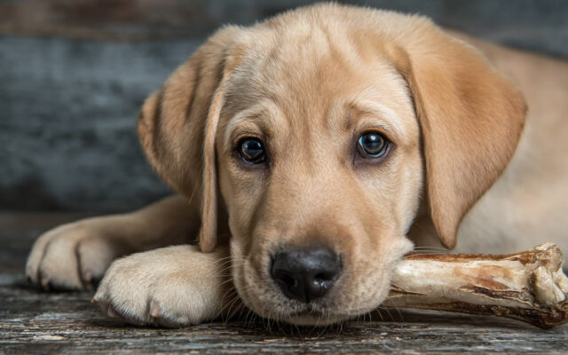 The Best Chew Bones for Puppies: Safe Options for Teething