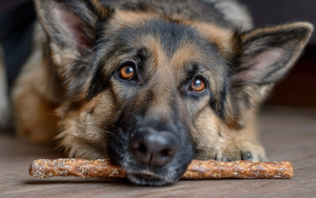 Best Dog Treats for Sensitive Stomachs That Work