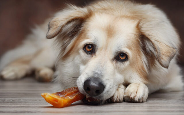 The Best Natural Dental Chews for Dogs