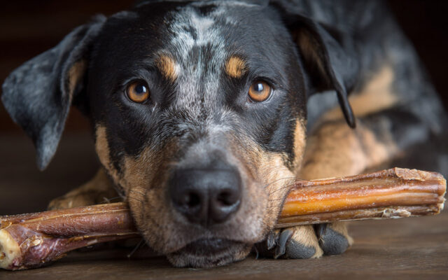 Bully Sticks Side Effects Every Dog Owner Should Know