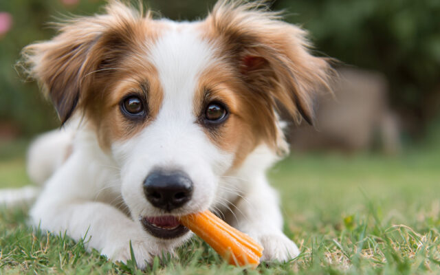 Collagen Chews for Dogs: Benefits and Best Picks