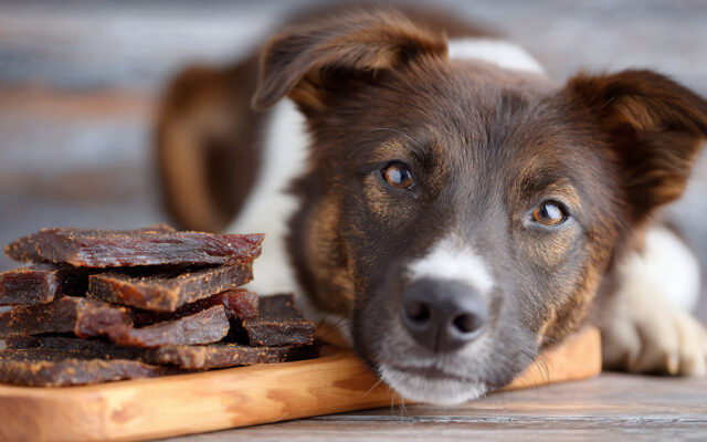 Healthy Dog Jerky Treats Your Pup Will Devour