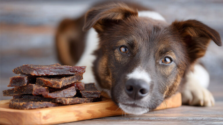 Healthy Dog Jerky Treats Your Pup Will Devour