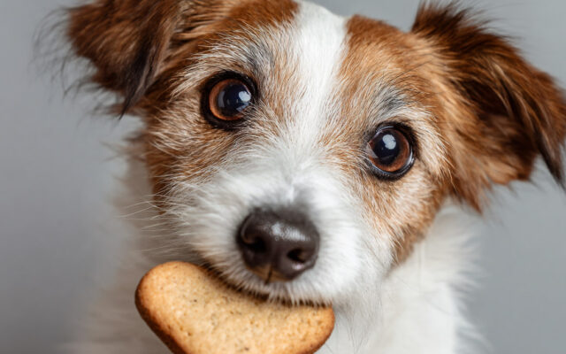 Healthy Dog Treats Your Pup Will Actually Love