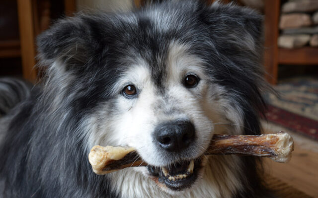 Himalayan Yak Chews: The Ultimate Long-Lasting Treat