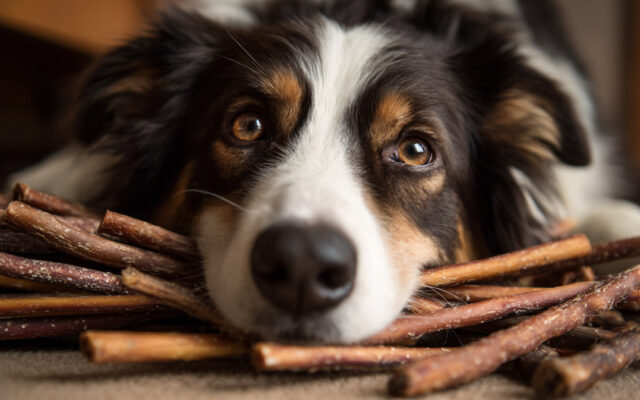 How Long Do Bully Sticks Last? A Complete Guide