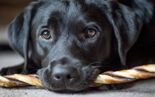 Longest Lasting Dog Chews for Power Chewers