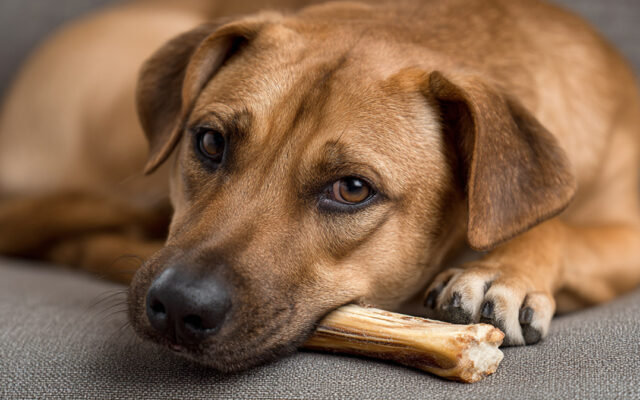 Safe Dog Chews: Vet-Approved Options for Every Dog