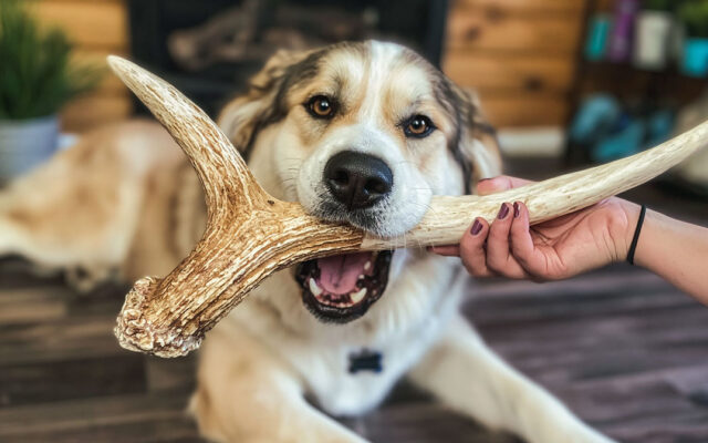 Antlers for Dogs: Benefits, Risks, and Top Choices