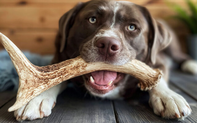 Are Antlers Safe for Dogs? Expert Advice Inside