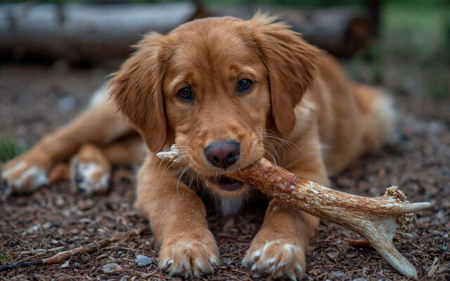 Elk vs Deer Antlers for Dogs: Which Is Better?
