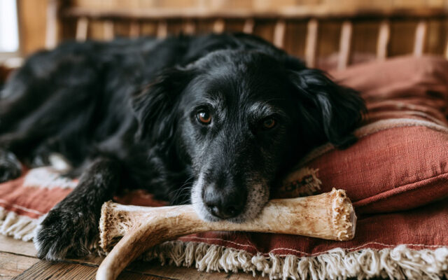 The Best Antlers for Dogs: Our Top Recommendations
