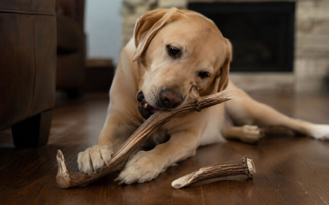 Are Split Antlers Safe for Dogs? What to Consider