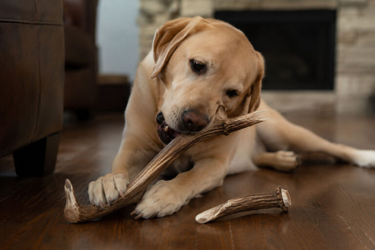 Are Split Antlers Safe for Dogs? What to Consider