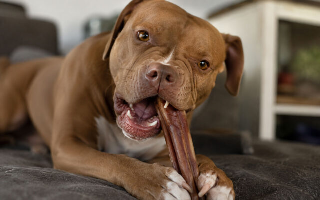 Bully Sticks for Aggressive Chewers: Top Picks