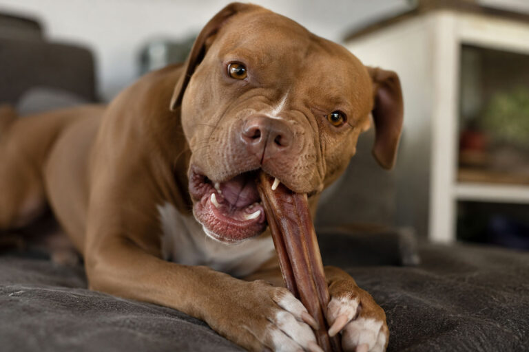 Bully Sticks for Aggressive Chewers: Top Picks