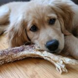 At What Age Can Puppies Chew Antlers? Expert Advice