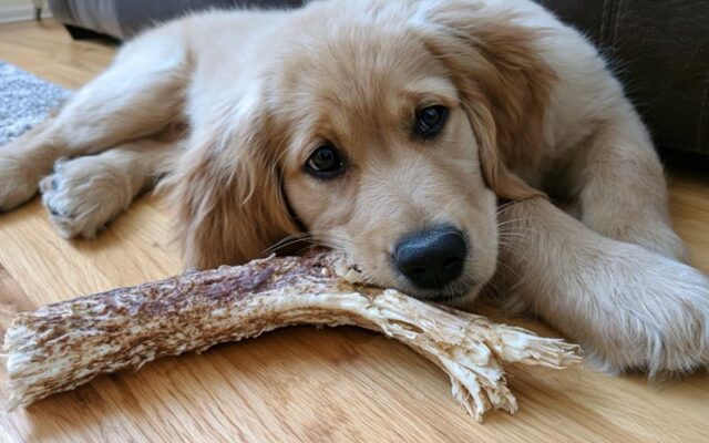 At What Age Can Puppies Chew Antlers? Expert Advice