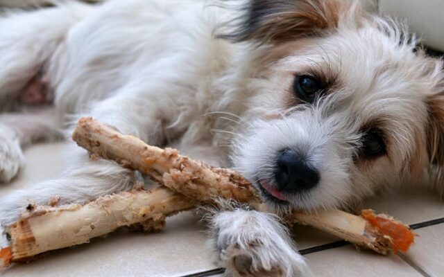 How Long Can Dogs Chew on Hard Chews Safely?