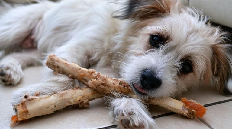 How Long Can Dogs Chew on Hard Chews Safely?