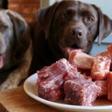 Can Dogs Eat Bone Marrow? Benefits and Precautions