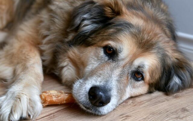 Himalayan Dog Chew XL: Perfect for Large Breeds