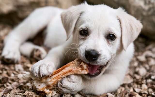 Best Dog Bones for Teeth: Clean and Healthy Options
