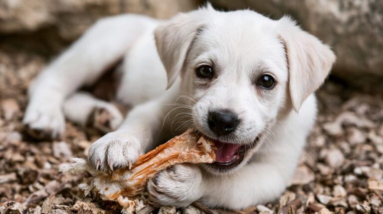 Best Dog Bones for Teeth: Clean and Healthy Options