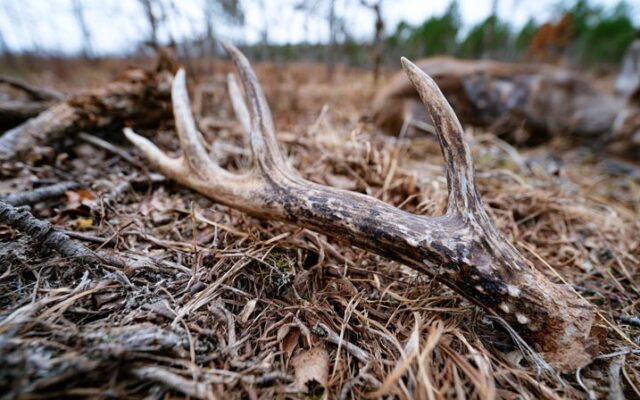 When to Take Antler Away from Dog: Safety Guidelines