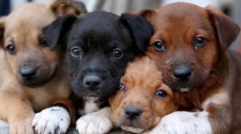 Cutest Puppies: Breeds That Melt Every Heart