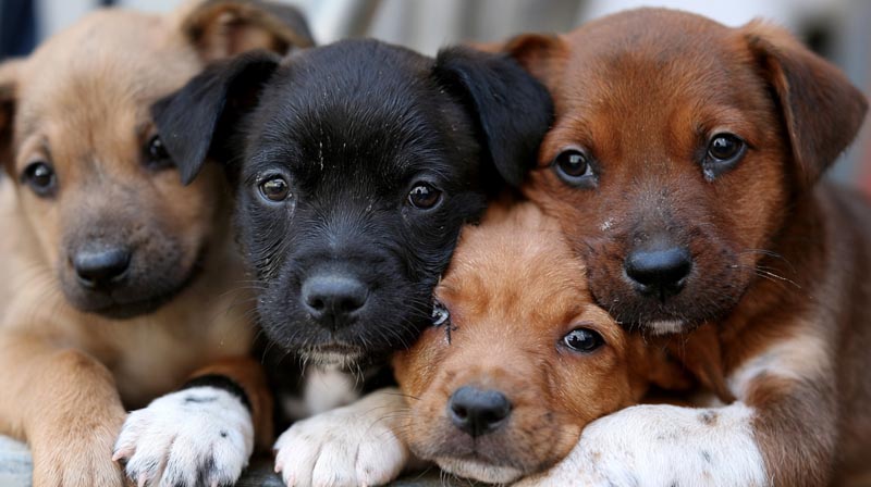 Cutest Puppies: Breeds That Melt Every Heart