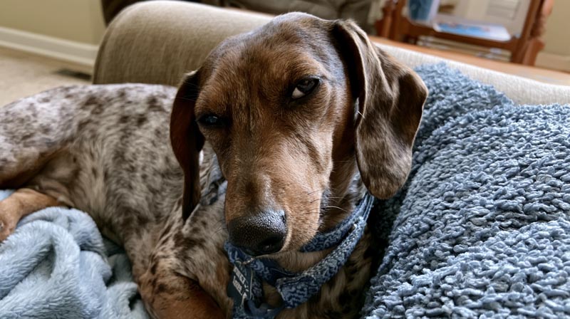 Dog Sideeye: Why Your Pup Gives You That Look